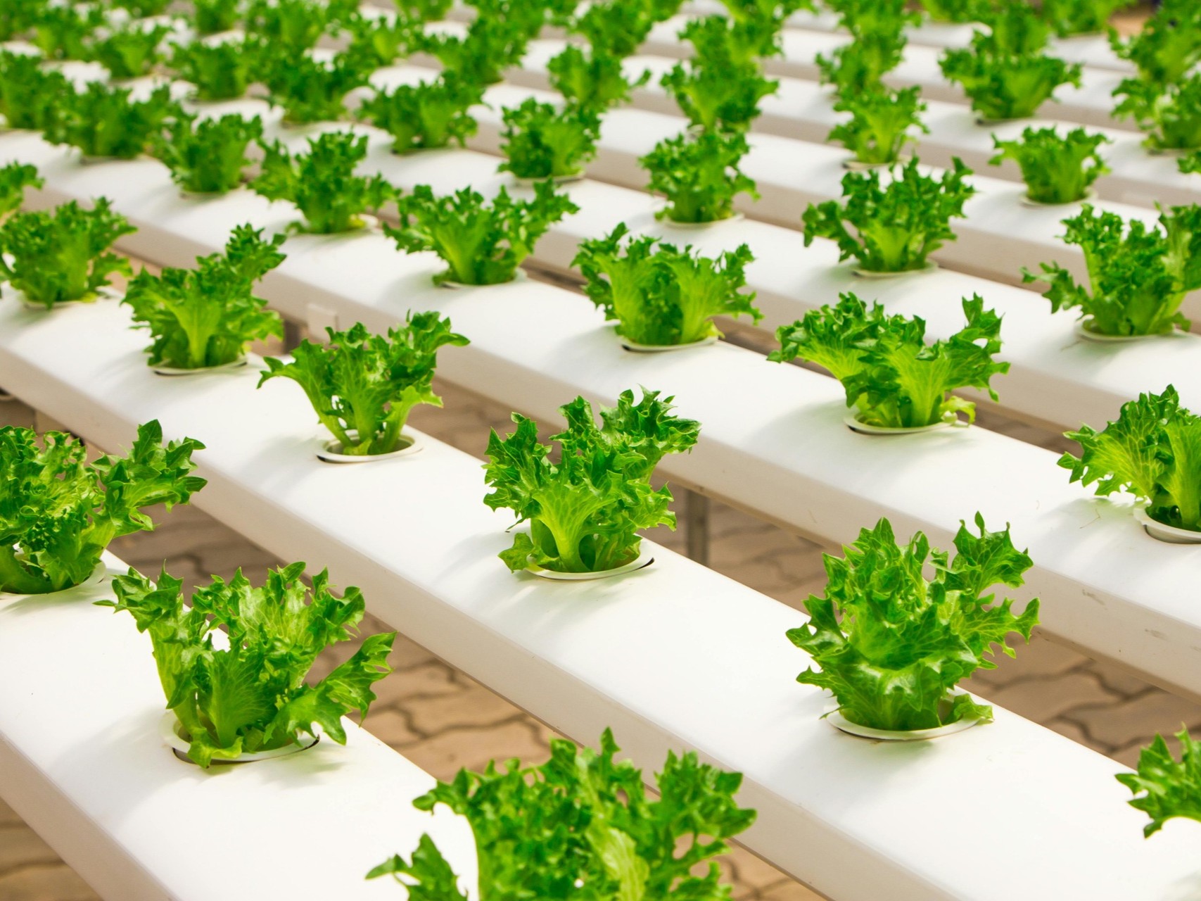 Gambar - Kenapa ISO 22000 Semakin Dibutuhkan Perusahaan Makanan dan Minuman di 2025?